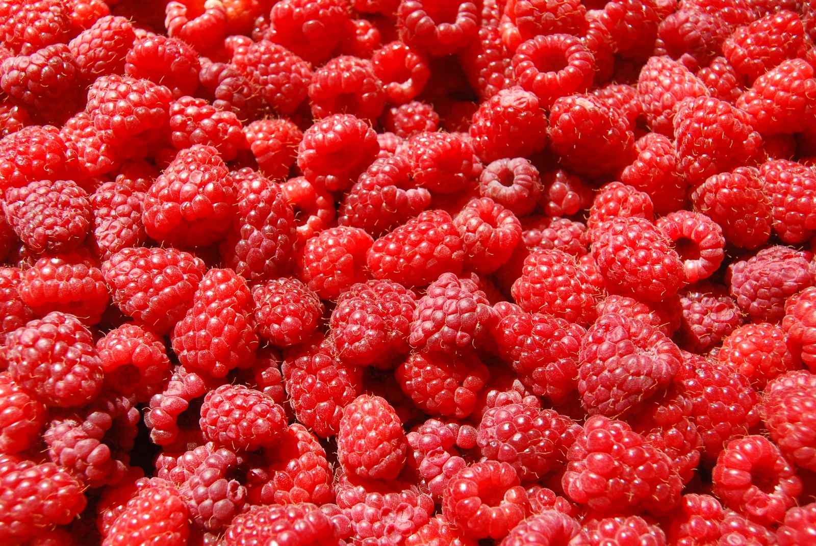 Raspberries-raspberries-35243775-3872-2592.jpg